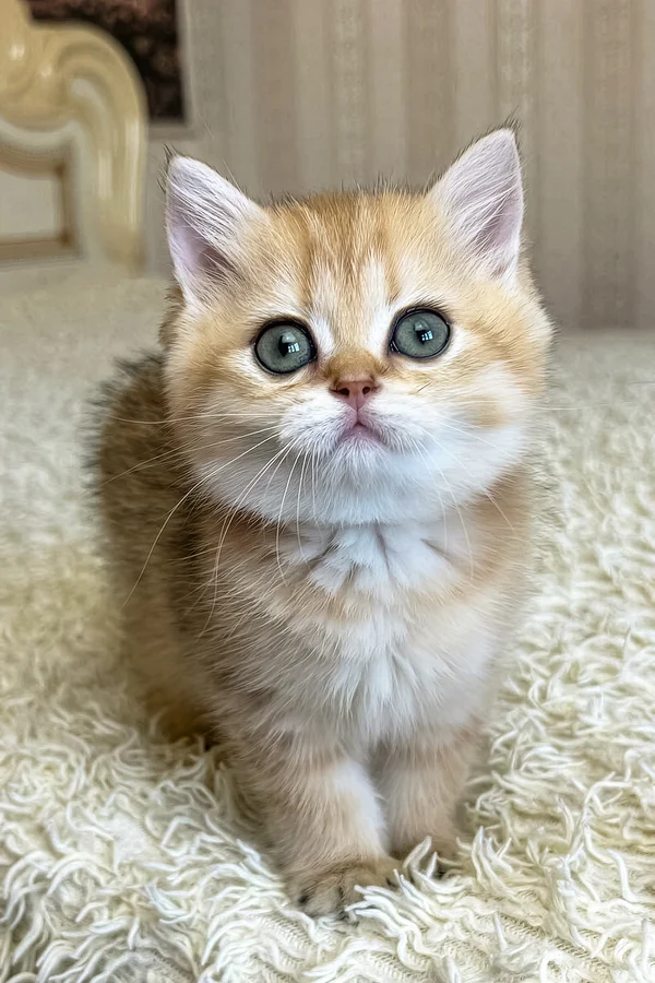 Gatito British Shorthair de Criadero Castellano