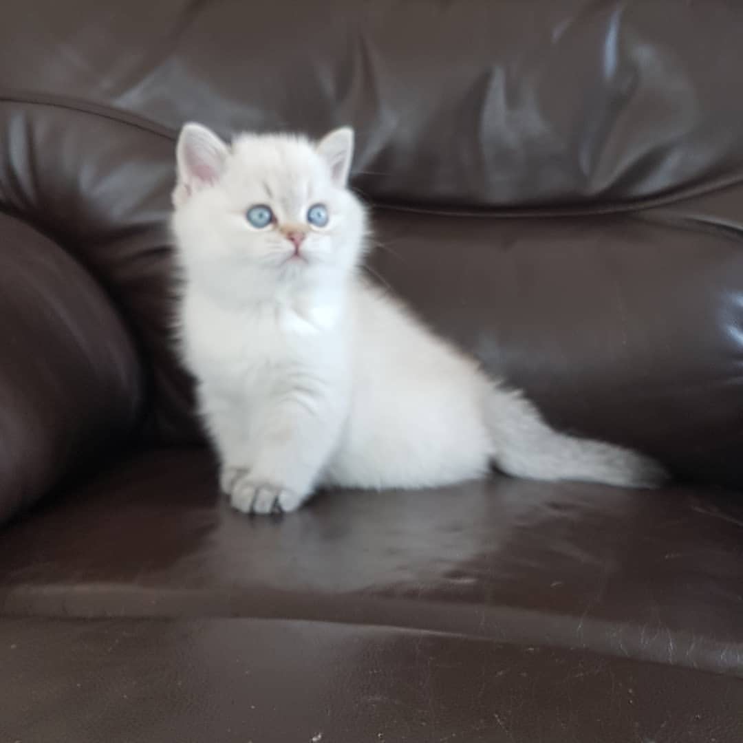 Gatito British Shorthair