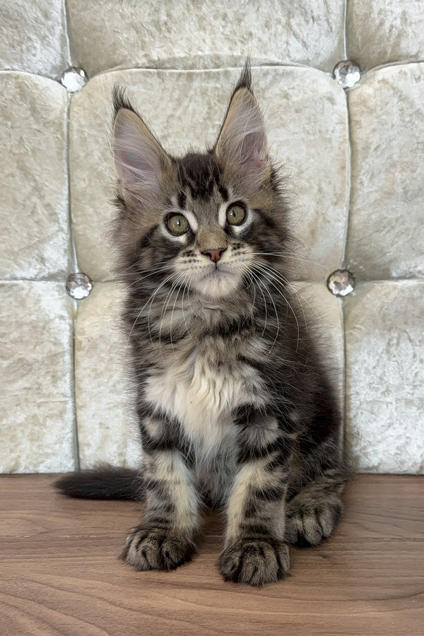 Maine Coon