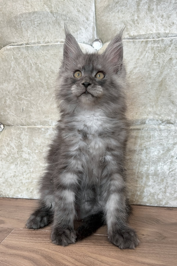 Maine Coon
