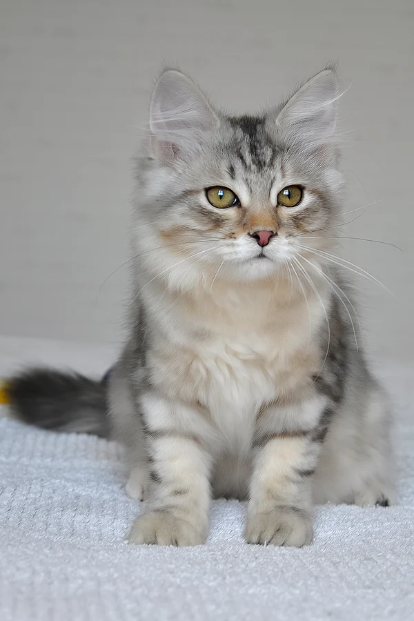 Gatito Siberiano listo para un hogar